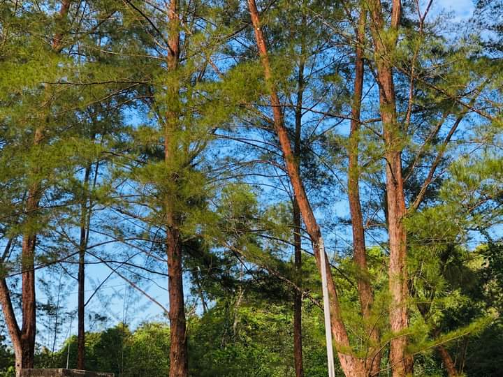 Tes analogi. Fokus masuk CPNS, KEDINASAN, TNI &&nbsp;POLRI