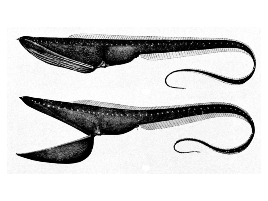 Belut Gulper, Belut aneh yang mampu melebarkan rongga mulut empat kali lebih&nbsp;besar