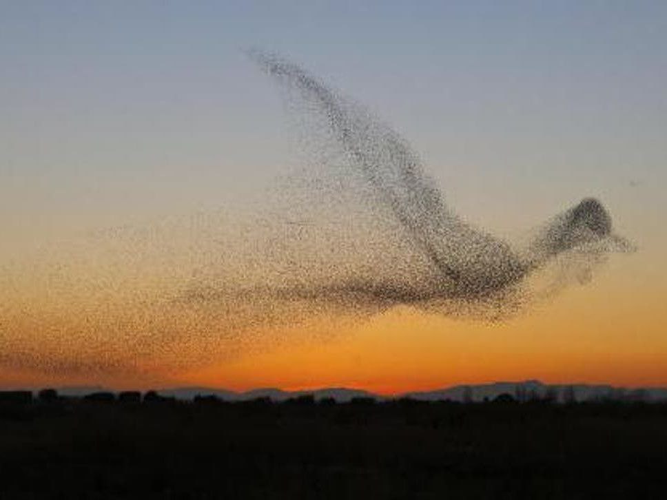 Fakta luar biasa di Balik Murmurasi burung jalak: bagaimana mereka bisa&nbsp;terbentuk?