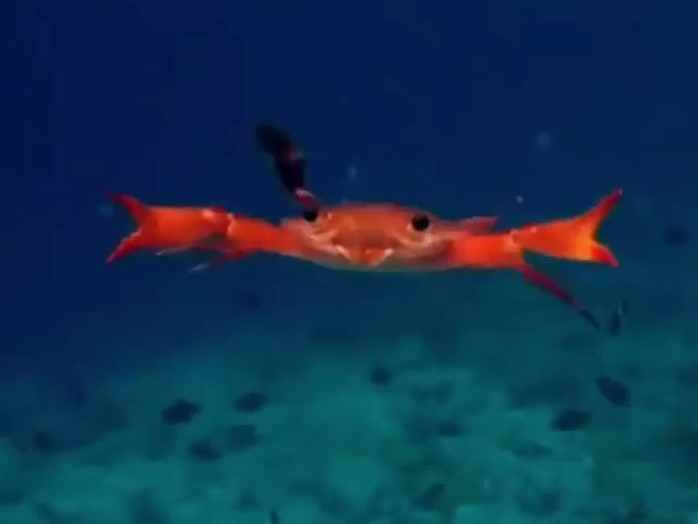 Mengintip rahasia dari kemampuan Kepiting rajungan dalam berenang di lautan&nbsp;bebas.