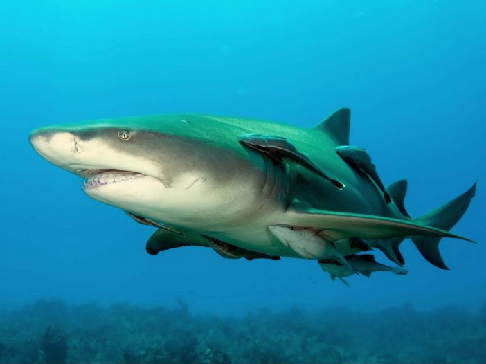 Fakta di balik kemampuan menempel ikan remora di tubuh&nbsp;inangnya