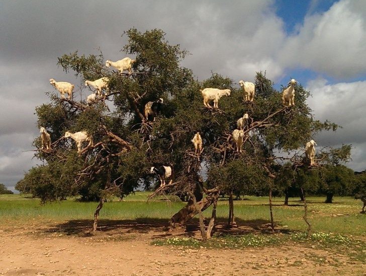Mengungkap rahasia dibalik kemampuan kambing Maroko yang lihai memanjat&nbsp;pohon