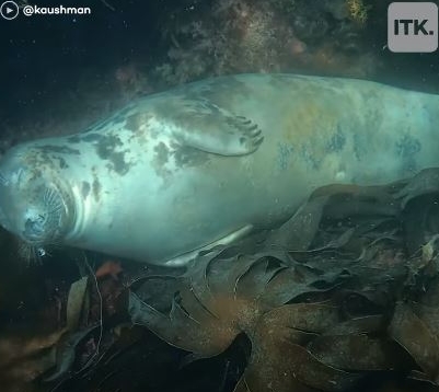 Rahasia anjing laut mendapatkan oksigen selama tertidur di dasar&nbsp;laut