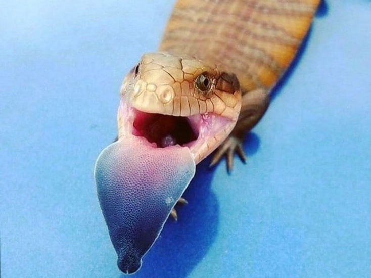 Akibat tampilan yang  tidak Lazim, kadal lidah biru sempat dianggap sebagai hewan yang berbisa dan&nbsp;agresif.