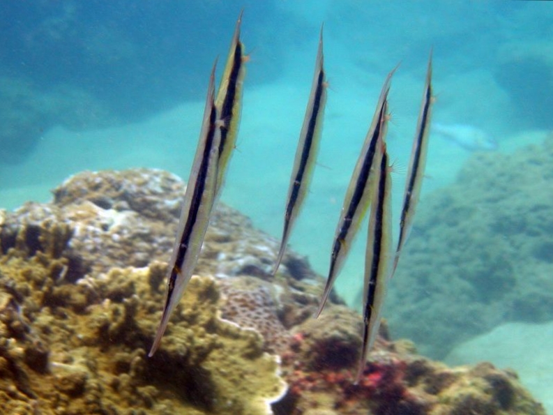 Keunikan ikan Shrimfish yang menghabiskan sebagian besar hidupnya berenang secara&nbsp;terbalik