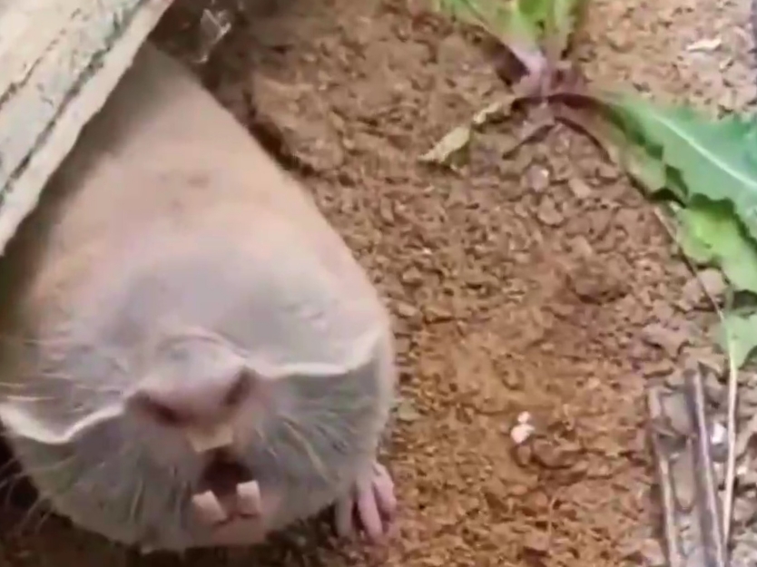 Fakta tikus mol buta, hewan pengerat yang ahli menggali&nbsp;tanah