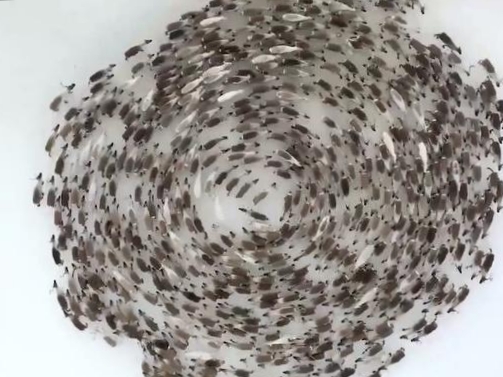 Alasan Rusa kutub membentuk lingkaran yang besar. itu sama sekali bukan simbol kebahagiaan bagi&nbsp;mereka