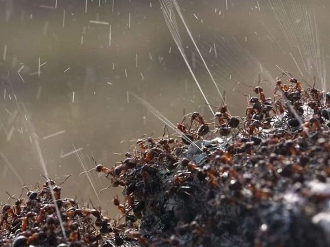 Sifat agresif semut formica Rufa yang menyemprotkan asam format pada musuh nya saat merasa&nbsp;terancam
