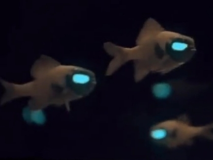 Rahasian dari Ikan flashlight yang mampu memancarkan cahaya dari&nbsp;matanya.