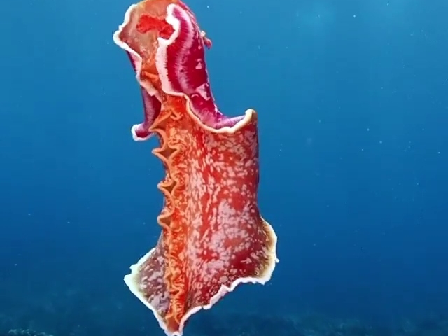 Penari spanyol di dasar laut, Moluska unik akan menari jika merasa terancam dan ada&nbsp;bahaya