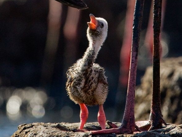 Terlahir berwarna abu abu. Bagaimana burung flamingo berubah jadi pink setelah&nbsp;dewasa?