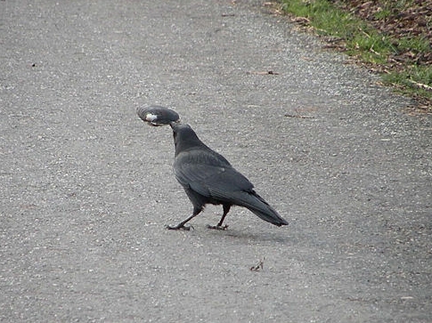 Memancing mangsa hingga menggunakan pengait. Berikut Cara unik yang dilakukan berbagai jenis burung untuk memudahkan mereka mendapatkan&nbsp;makanan