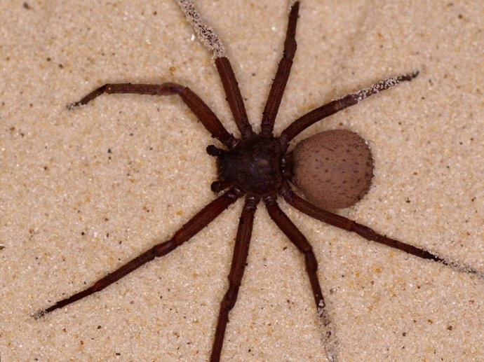 Ternyata laba laba pasir bermata enam dinobatkan sebagai laba laba paling mematikan di dunia, bagaimana efek&nbsp;racunnya?