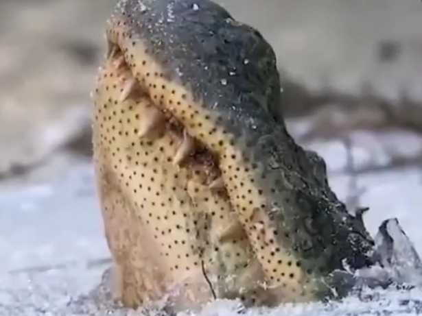 Membiarkan tubuh mereka membeku, cara unik buaya bertahan hidup selama musim&nbsp;dingin