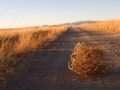 Fakta unik tumbleweed yang menjarah daratan amerika yang gersang karena kemampuan&nbsp;adaptasinya