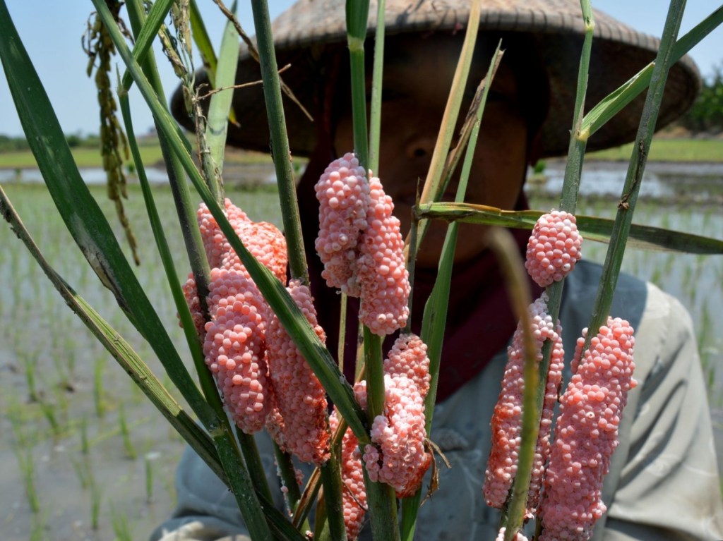 Dianggap hama hingga dijadikan pupuk alami,  Berikut fakta fakta menarik dari telur keong&nbsp;sawah