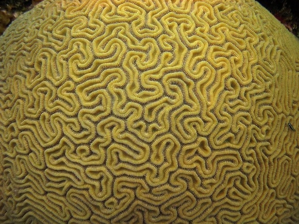 Fakta Brain coral yang memiliki bentuk seperti otak tetapi ternyata mereka tidak memiliki organ&nbsp;otak