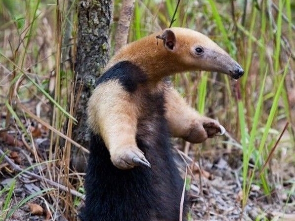 Mampu menghabiskan Ribuan Semut setiap harinya, Berikut Fakta Menarik Tentang Anteater si trenggiling&nbsp;Raksasa