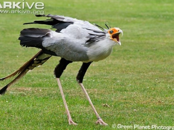 Fakta burung Sekretaris yang anggun namun memiliki tendangan yang sangat&nbsp;mematikan