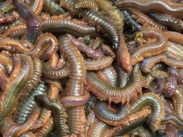 Cacing pantai mampu tumbuh hingga 3 m dan bersembunyi di dalam pasir&nbsp;pantai