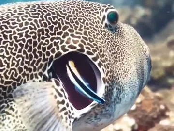 Ikan dokter memiliki keahlian dalam membersihkan parasit hingg rumahnya rutin di kunjungi untuk&nbsp;berobat