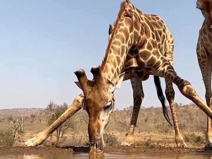 Jerapah memiliki kesulitan minum dan makan rumput karena tinggi badannya,berikut cara mereka&nbsp;mengatasinya